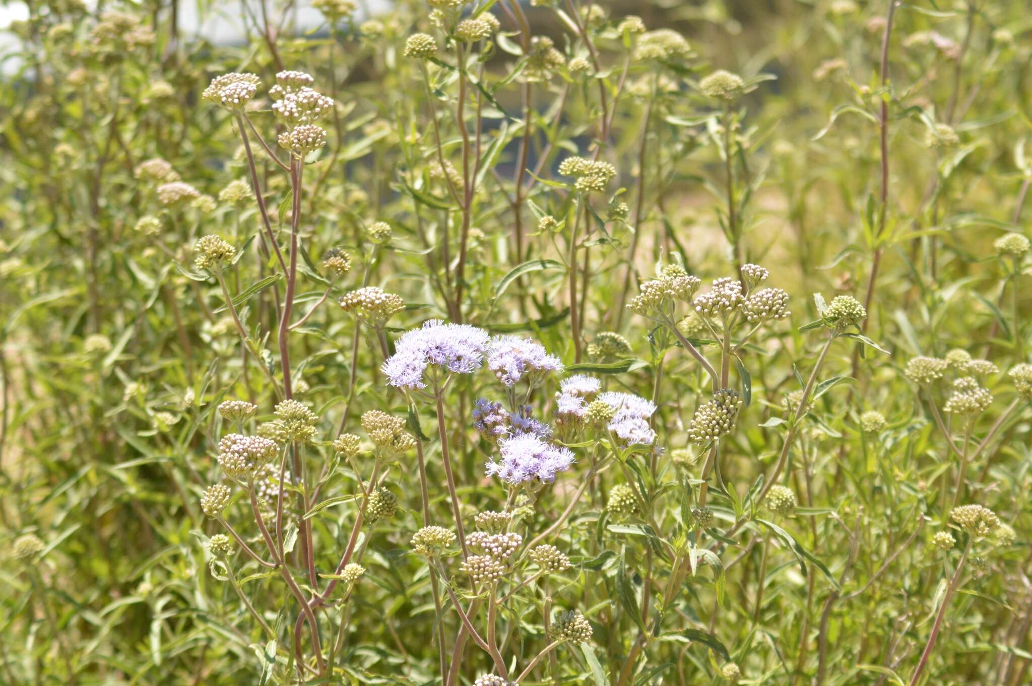 Image of Chromolaena arnottiana (Griseb.) R. King & H. Rob.