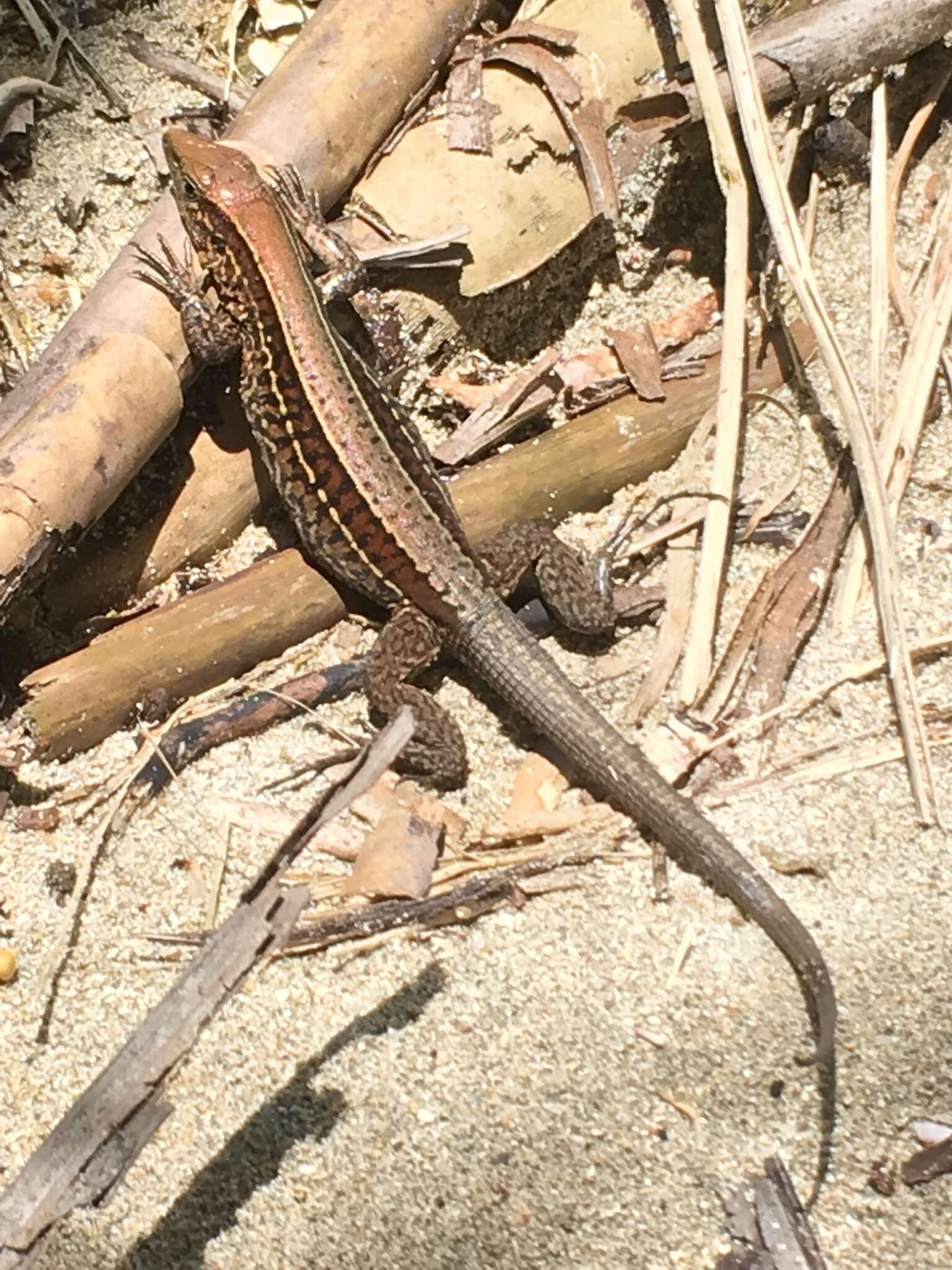 Image of Four-lined Ameiva