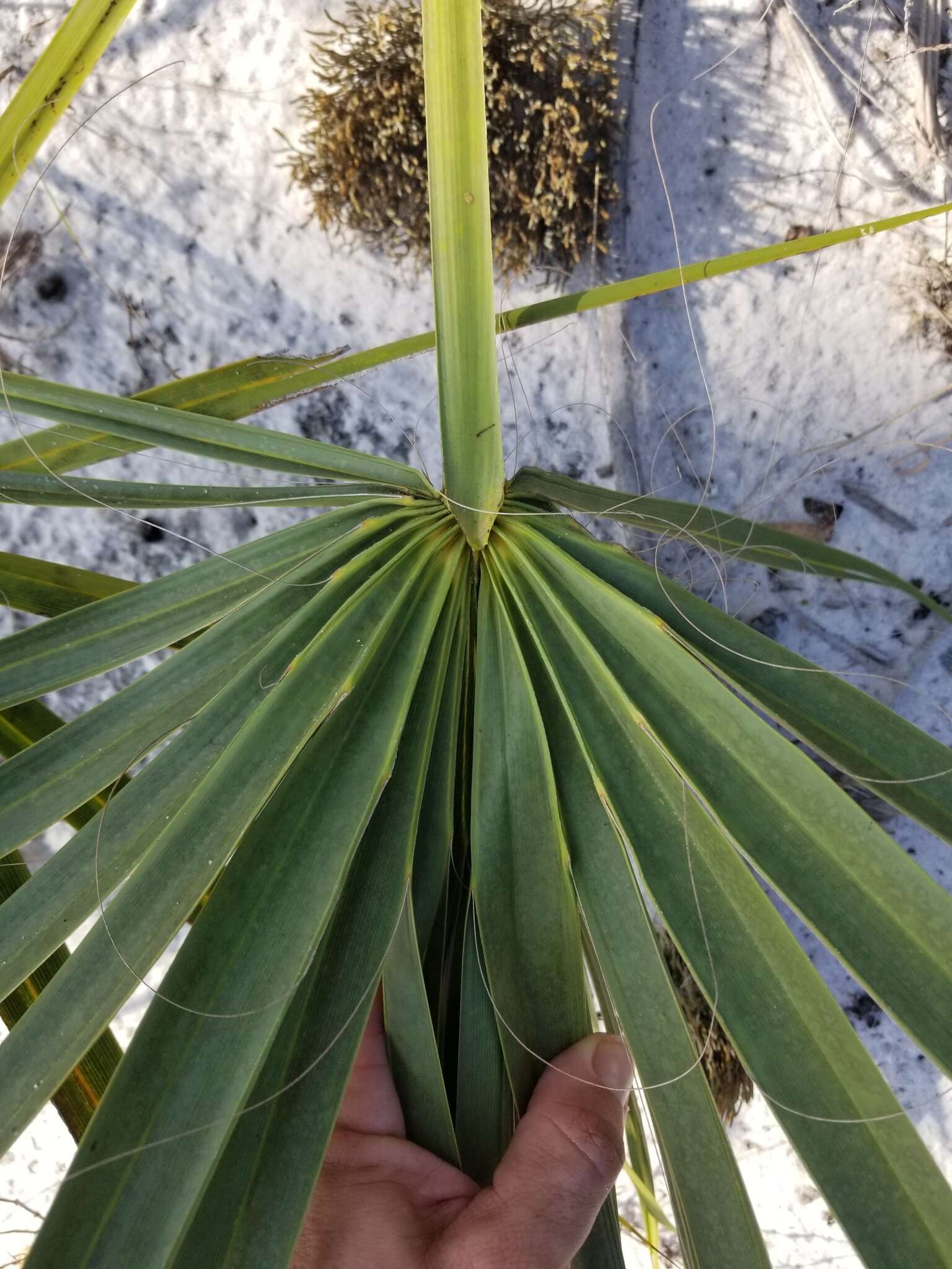 Image of scrub palmetto