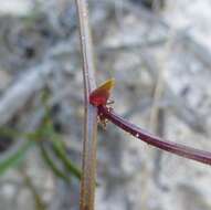 Image of Rhynchosia ferulifolia Harv.