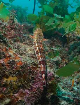 Image of Arrowtooth lizardfish