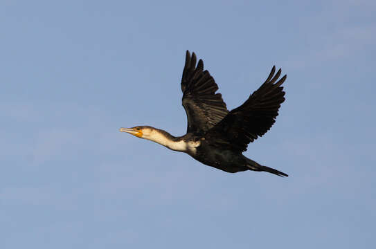 Plancia ëd Phalacrocorax carbo maroccanus Hartert 1906