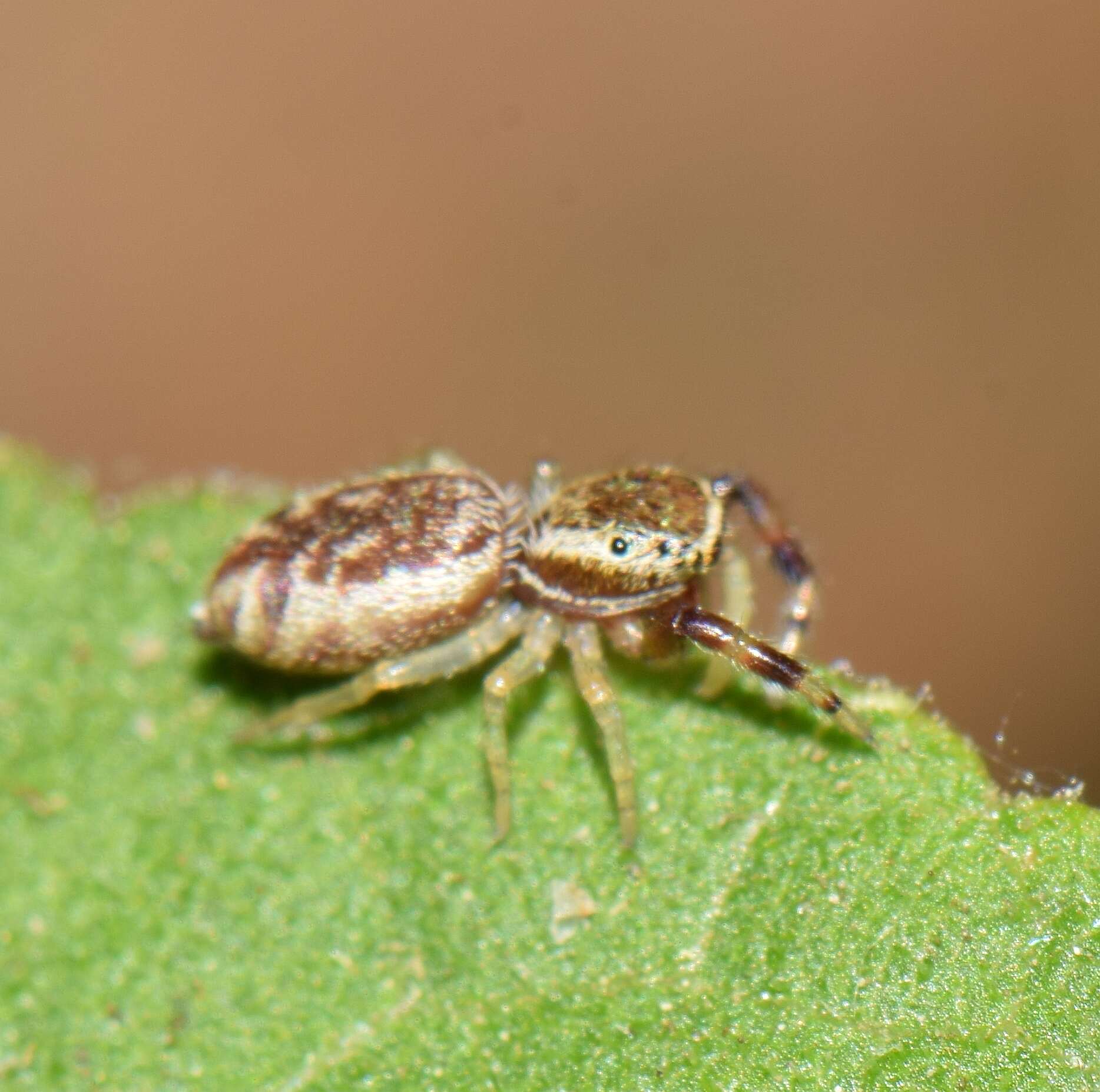 Image of <i>Anicius grisae</i> Guerrero-Fuentes & Francke 2019