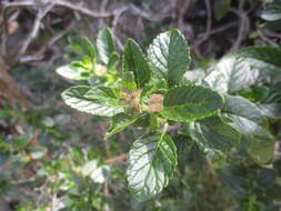 Image of Bystropogon canariensis (L.) L'Hér.