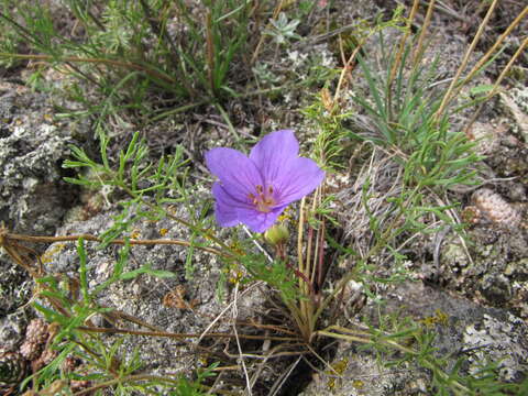 Imagem de Erodium tataricum Willd.