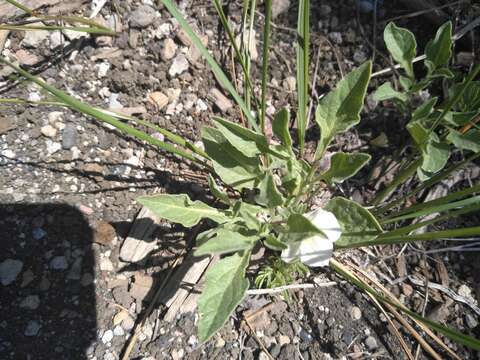 Слика од Leucophysalis nana (A. Gray) Averett