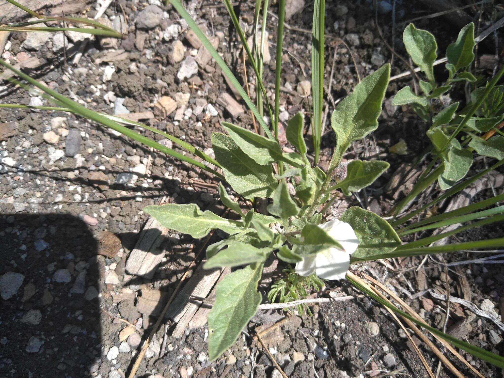 Image de Leucophysalis nana (A. Gray) Averett