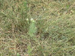 Image of black bread weed