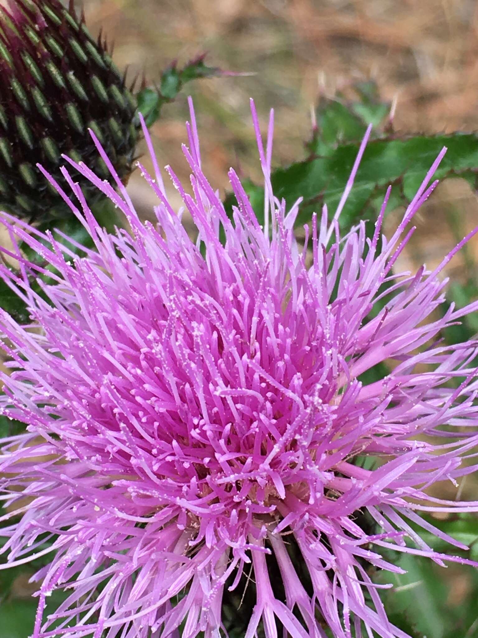 Imagem de Cirsium repandum Michx.