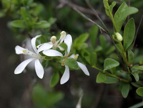 Image of Lesser honeysuckle tree