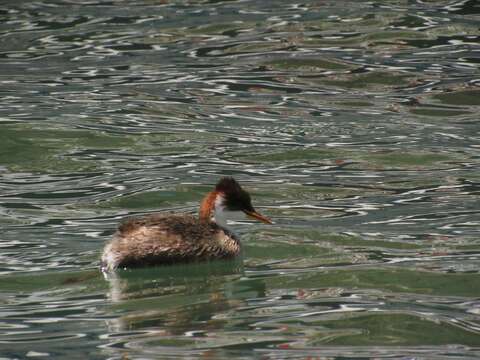 Image of Short-winged Grebe