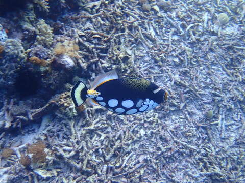 Image of clown triggerfish