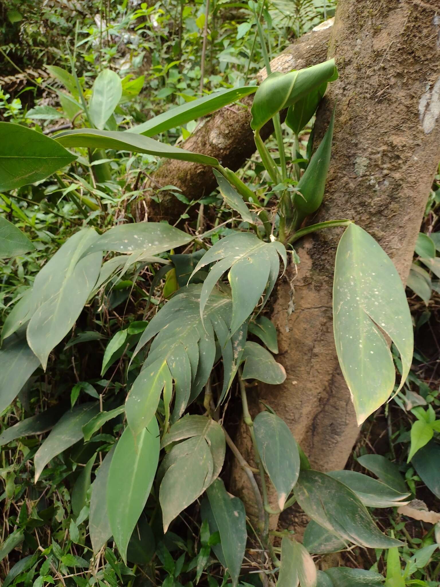 Philodendron flumineum E. G. Gonç.的圖片