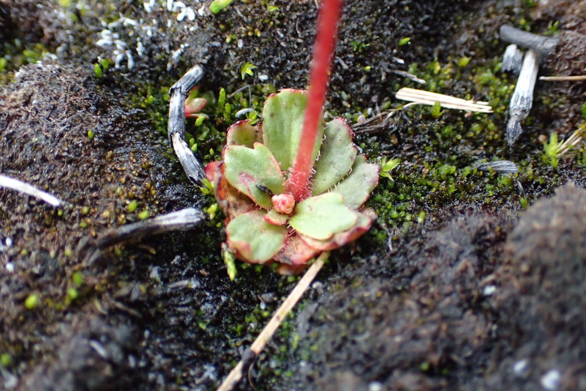 Micranthes foliolosa (R. Br.) Gornall resmi