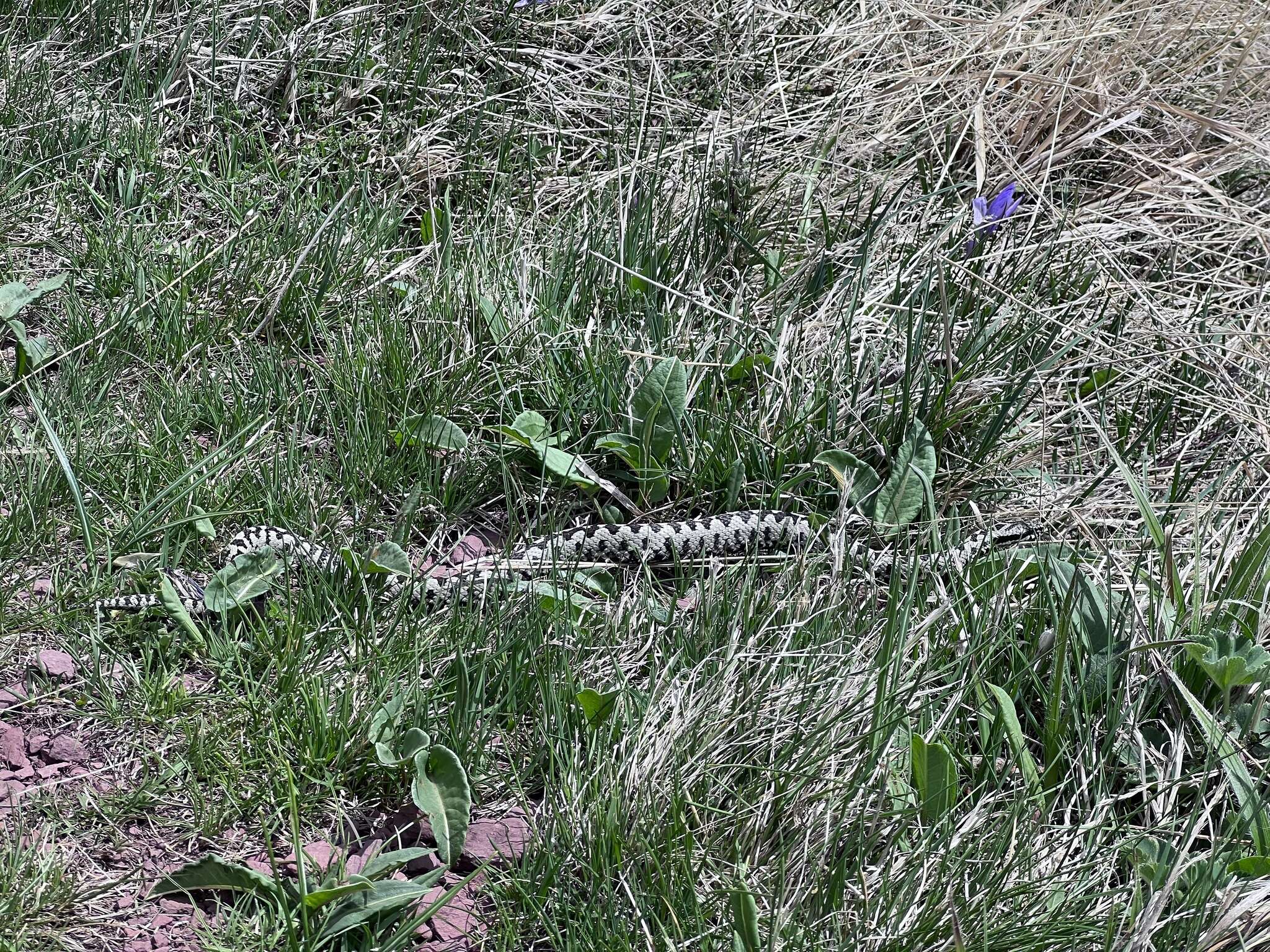 Image of Vipera berus bosniensis Boettger 1889