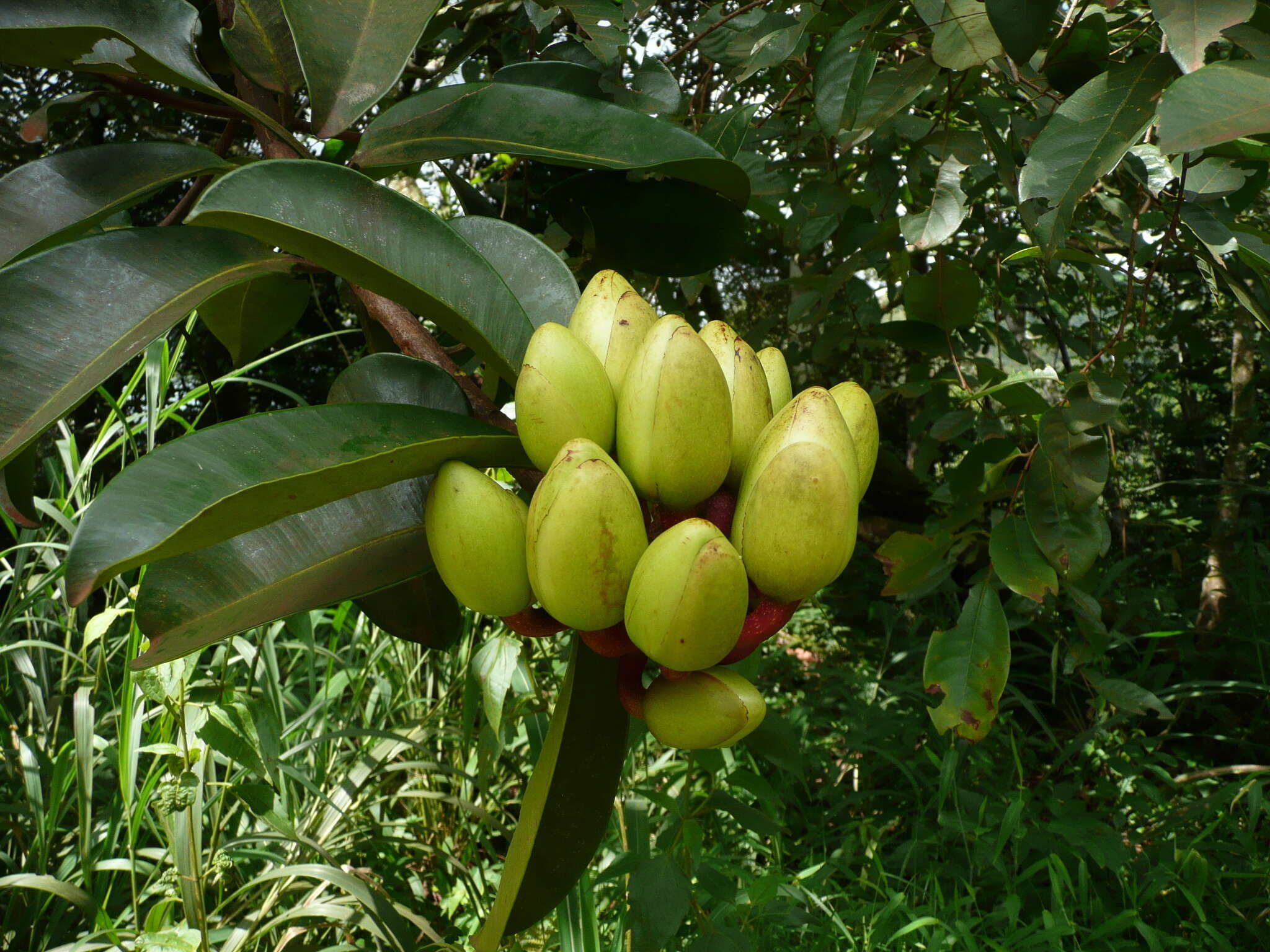 Image of butter tree