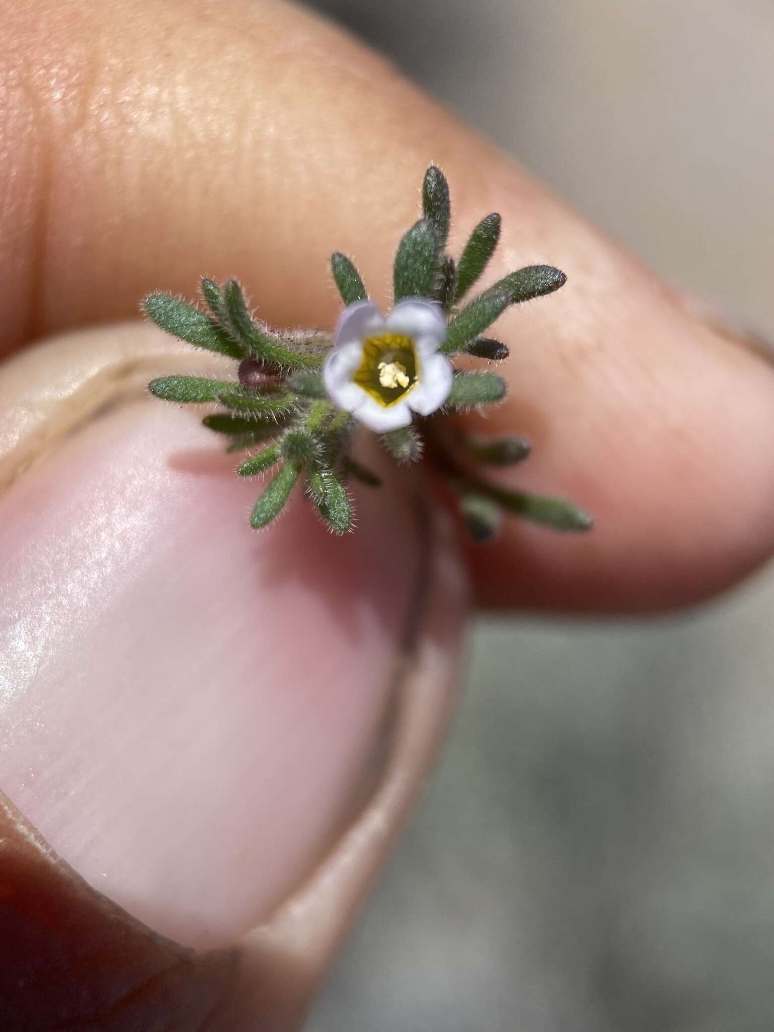 Image de Phacelia ivesiana Torr.