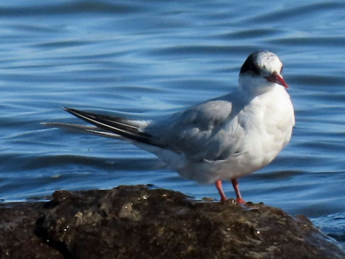 Image of Antarctic Tern