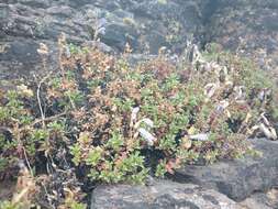 Image of timberline beardtongue