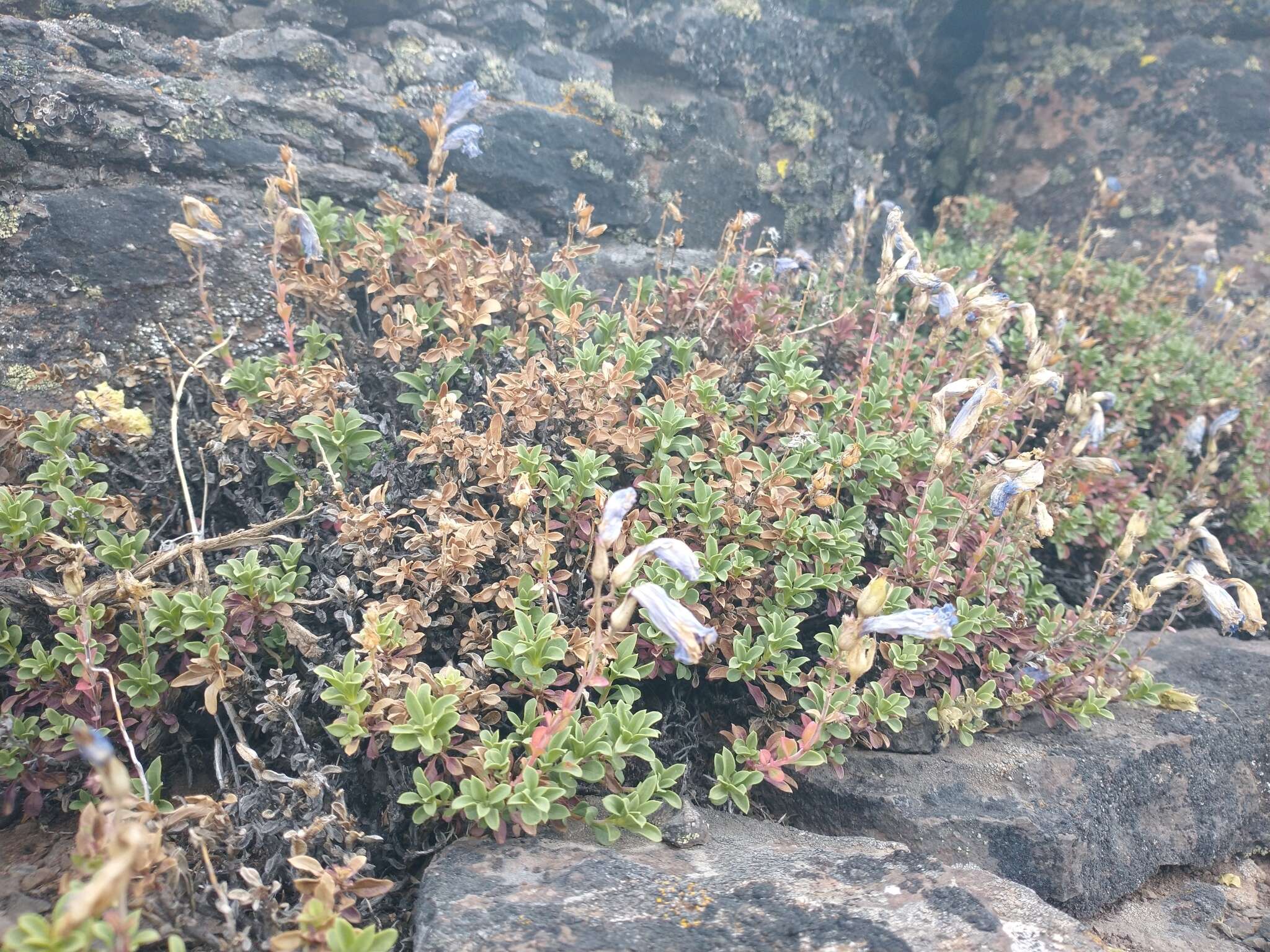 Image of timberline beardtongue