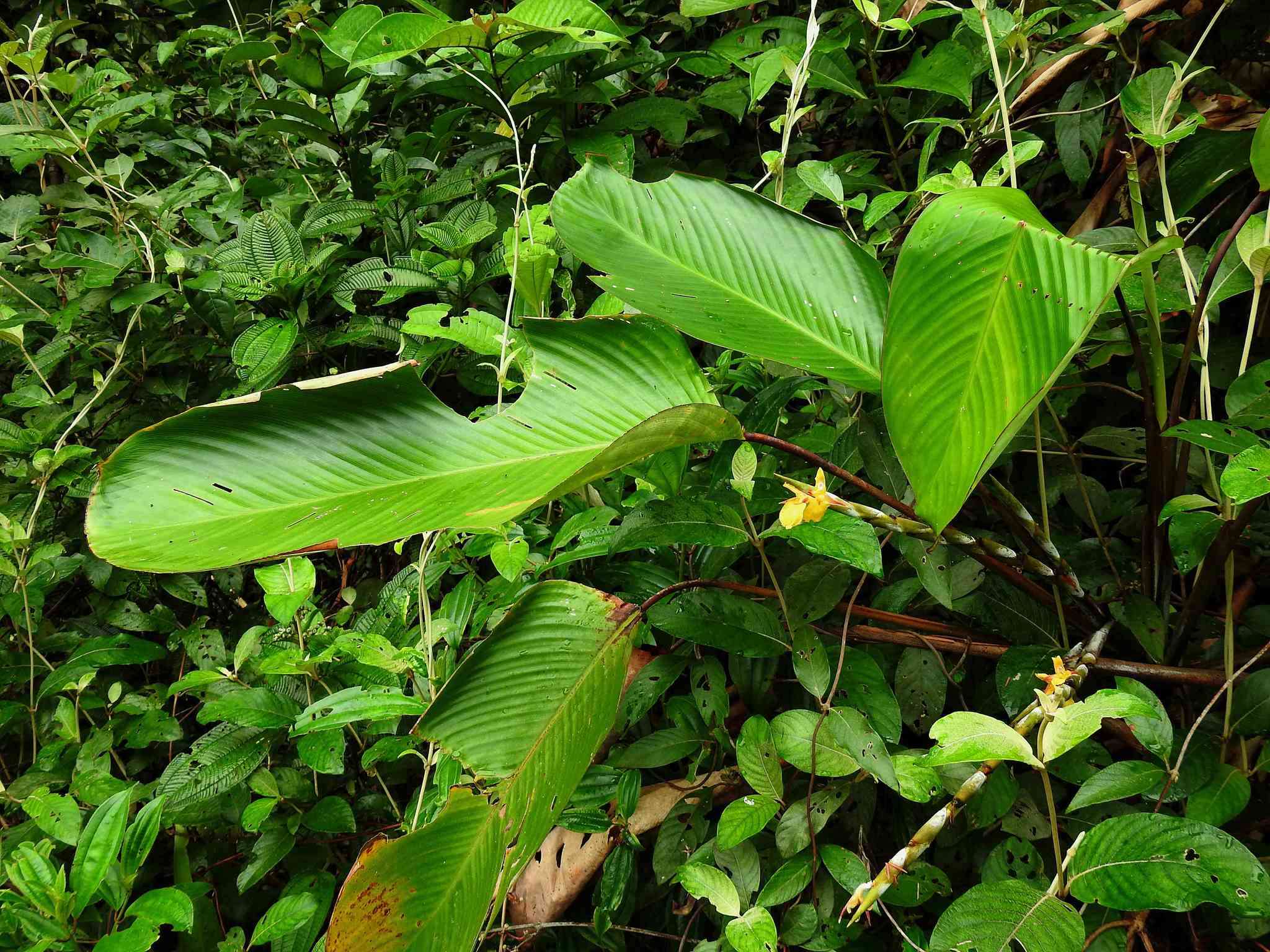 Image of Ischnosiphon obliquus (Rudge) Körn.