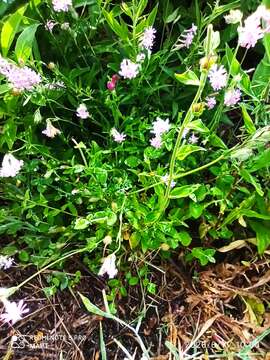 Imagem de Silene bellidifolia Jacq.