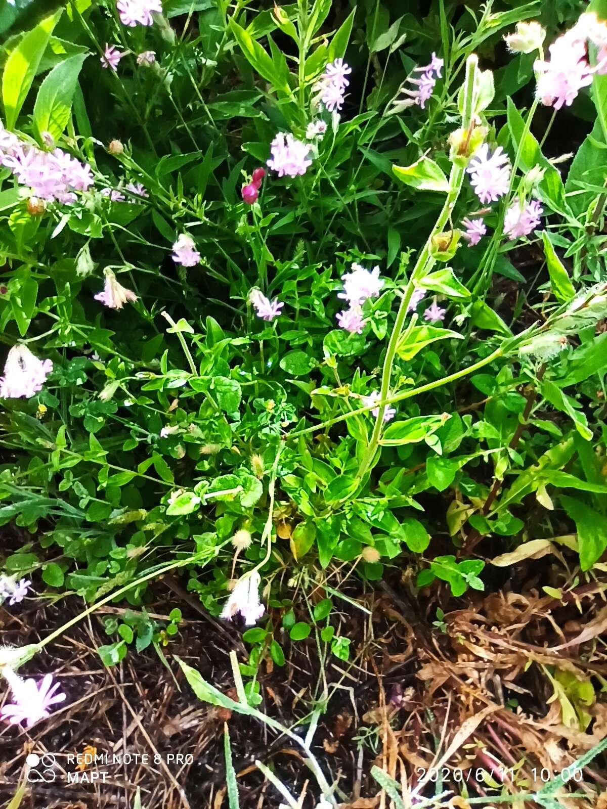 Silene bellidifolia Jacq.的圖片