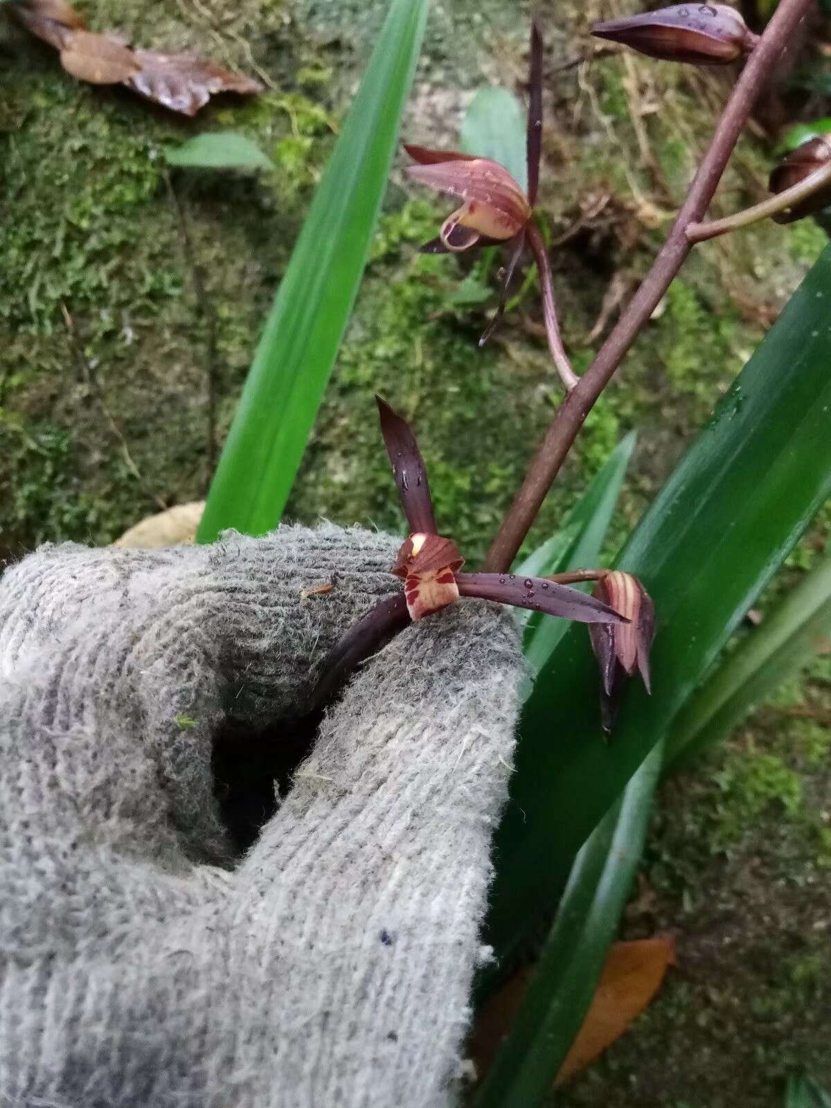 Imagem de Cymbidium sinense (Andrews) Willd.