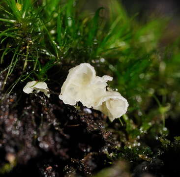 Image of Rimbachia bryophila (Pers.) Redhead 1984