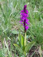 Image de Orchis mascula subsp. speciosa (Mutel) Hegi