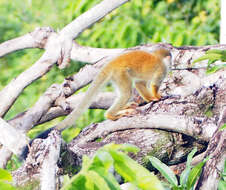 Image of Black-crowned Central American Squirrel Monkey