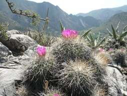 Plancia ëd Turbinicarpus horripilus (Lem.) V. John & Ríha