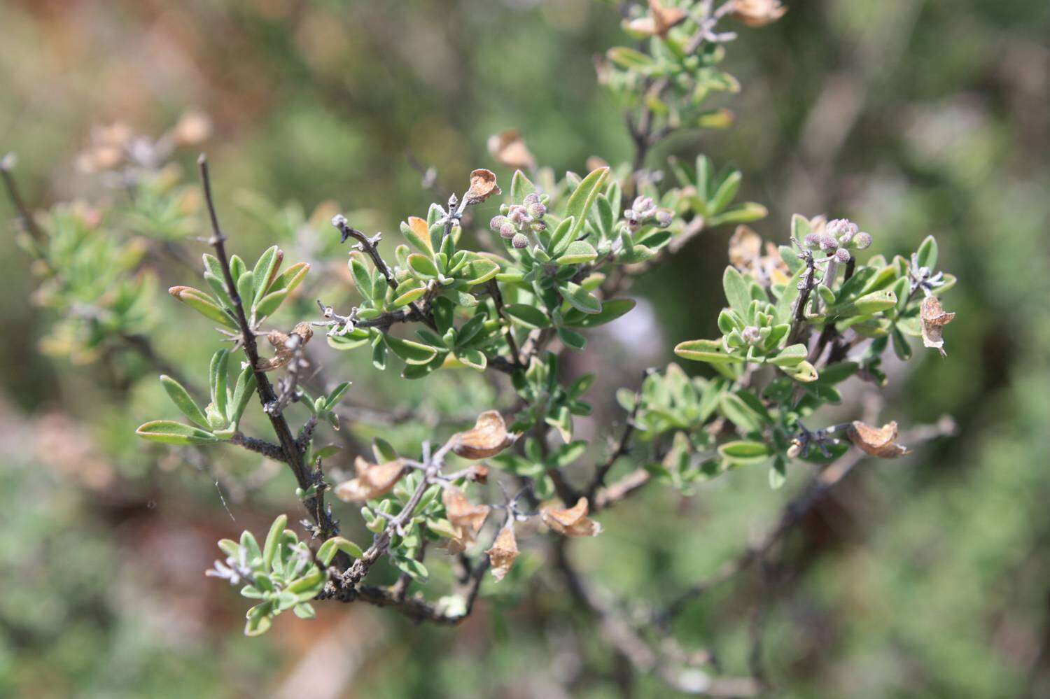 Image of Ocimum burchellianum Benth.