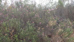 Image of Acmadenia sheilae I. J. M. Williams