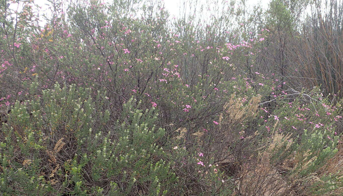 Image of Acmadenia sheilae I. J. M. Williams