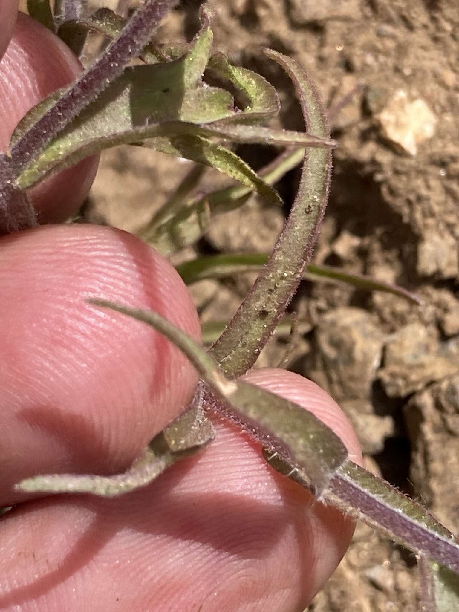 Plancia ëd Orthocarpus cuspidatus subsp. cuspidatus