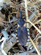 Image of Triatoma patagonica Del Ponte 1929