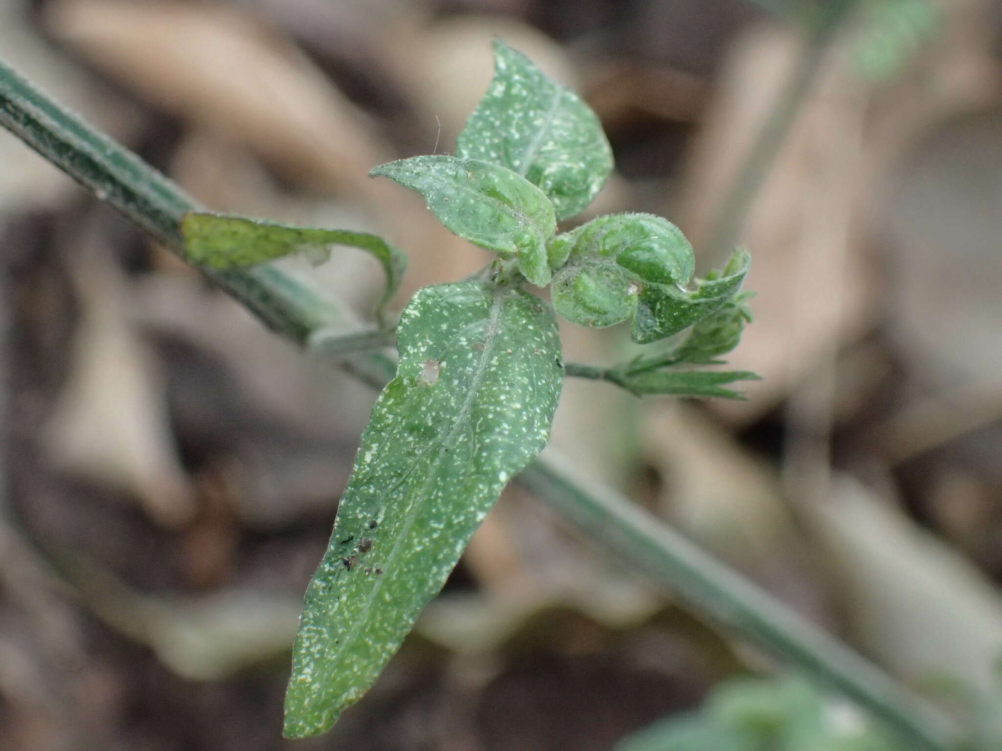 Image of Rhinacanthus latilabiatus (K. Balkwill) I. Darbysh.