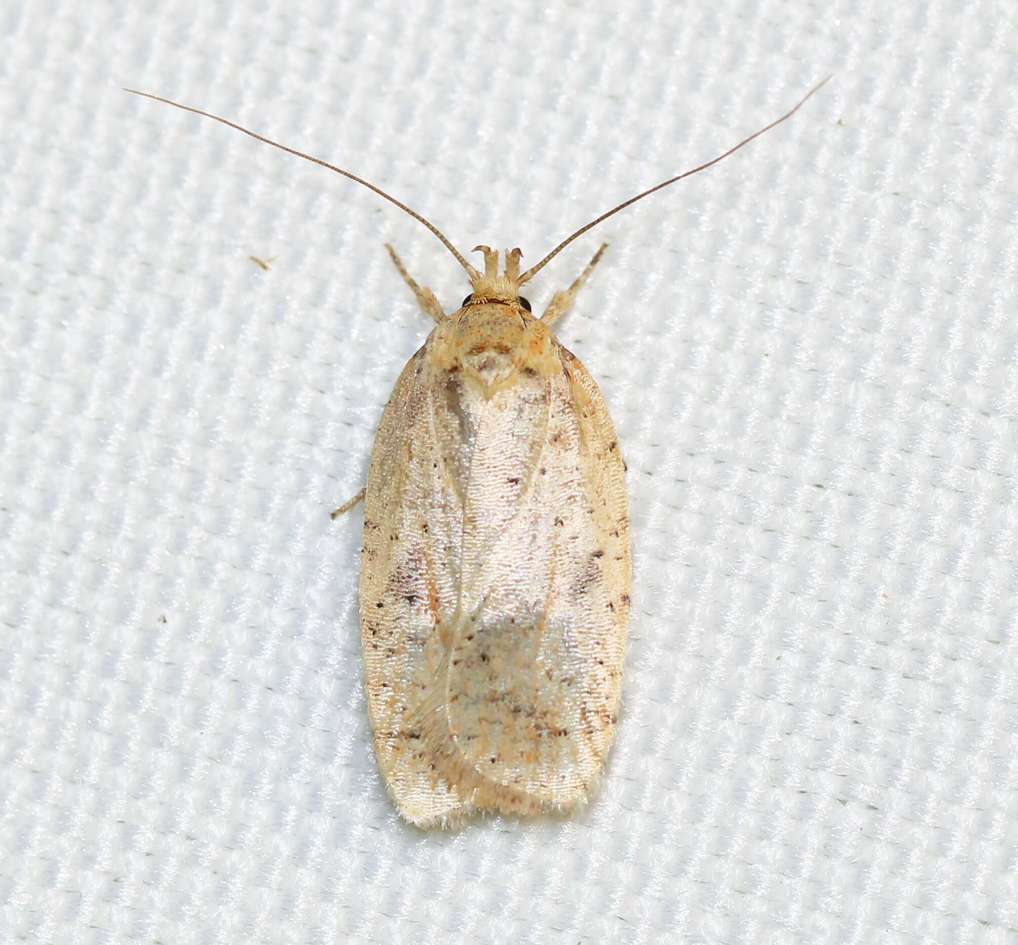 Image of Thelma's Agonopterix