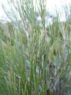 Image of Grevillea cagiana Mc Gill.