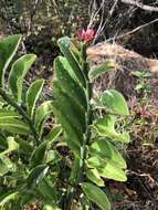 Plancia ëd Euphorbia tithymaloides L.