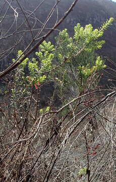 Image of Erica glandulosa subsp. fourcadei (L. Bolus) E. G. H. Oliv. & I. M. Oliv.