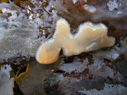 Image of Dujardin's slime sponge