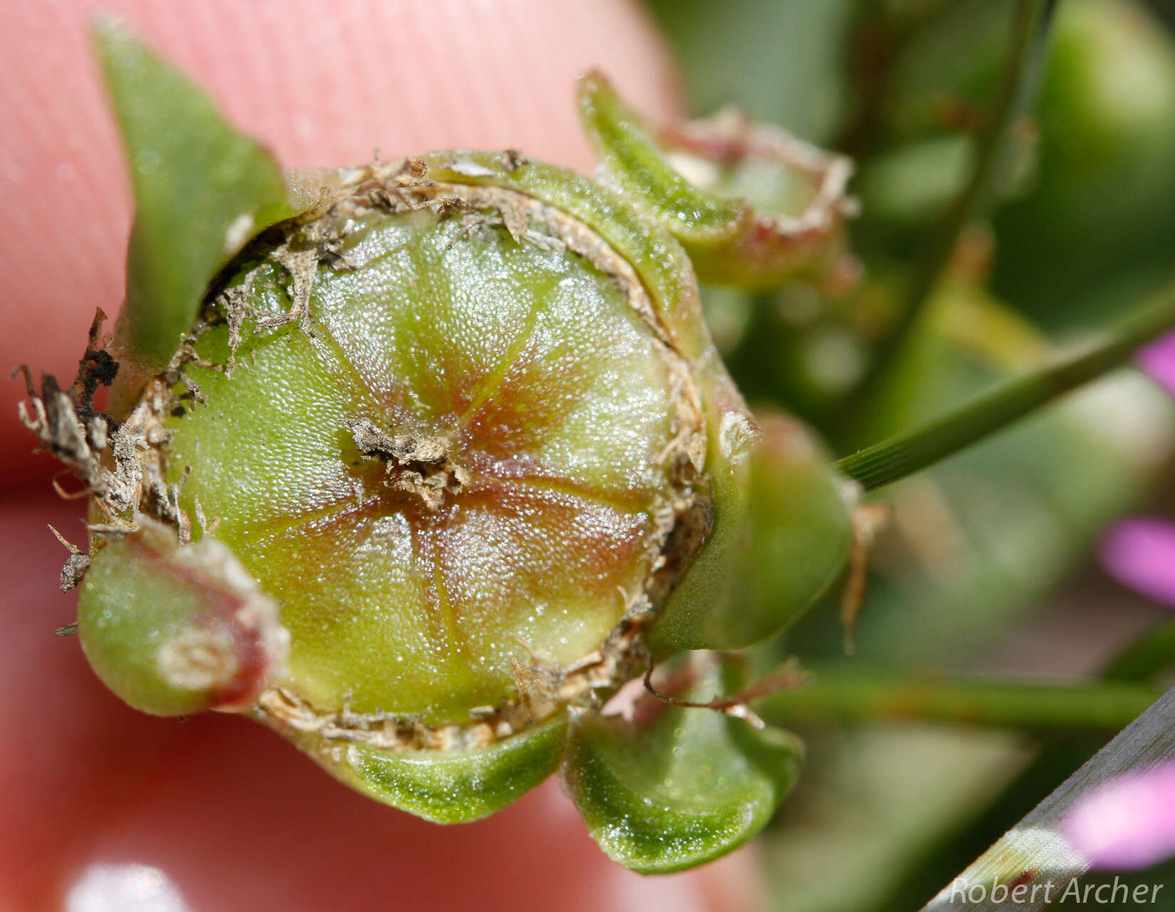 Image of Delosperma carolinense N. E. Br.