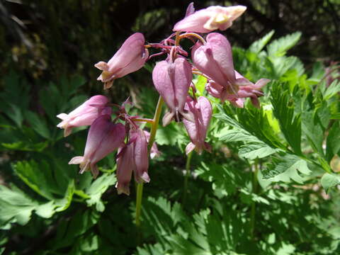 Image of Pacific bleeding heart