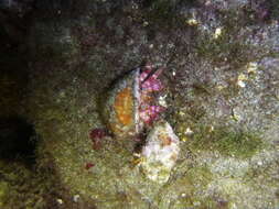 Image of Mediterranean hermit crab