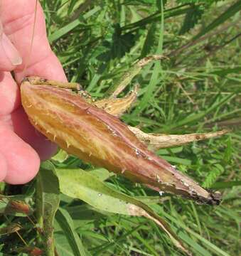 Image of spider milkweed