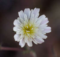 Image de Malacothrix floccifera (DC.) S. F. Blake