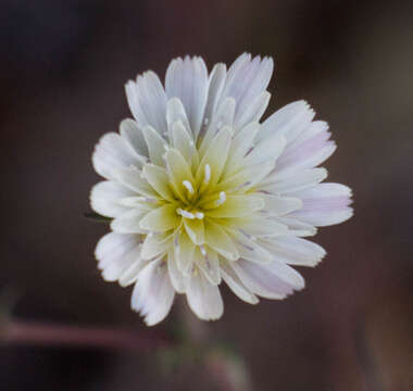 Image of woolly desertdandelion