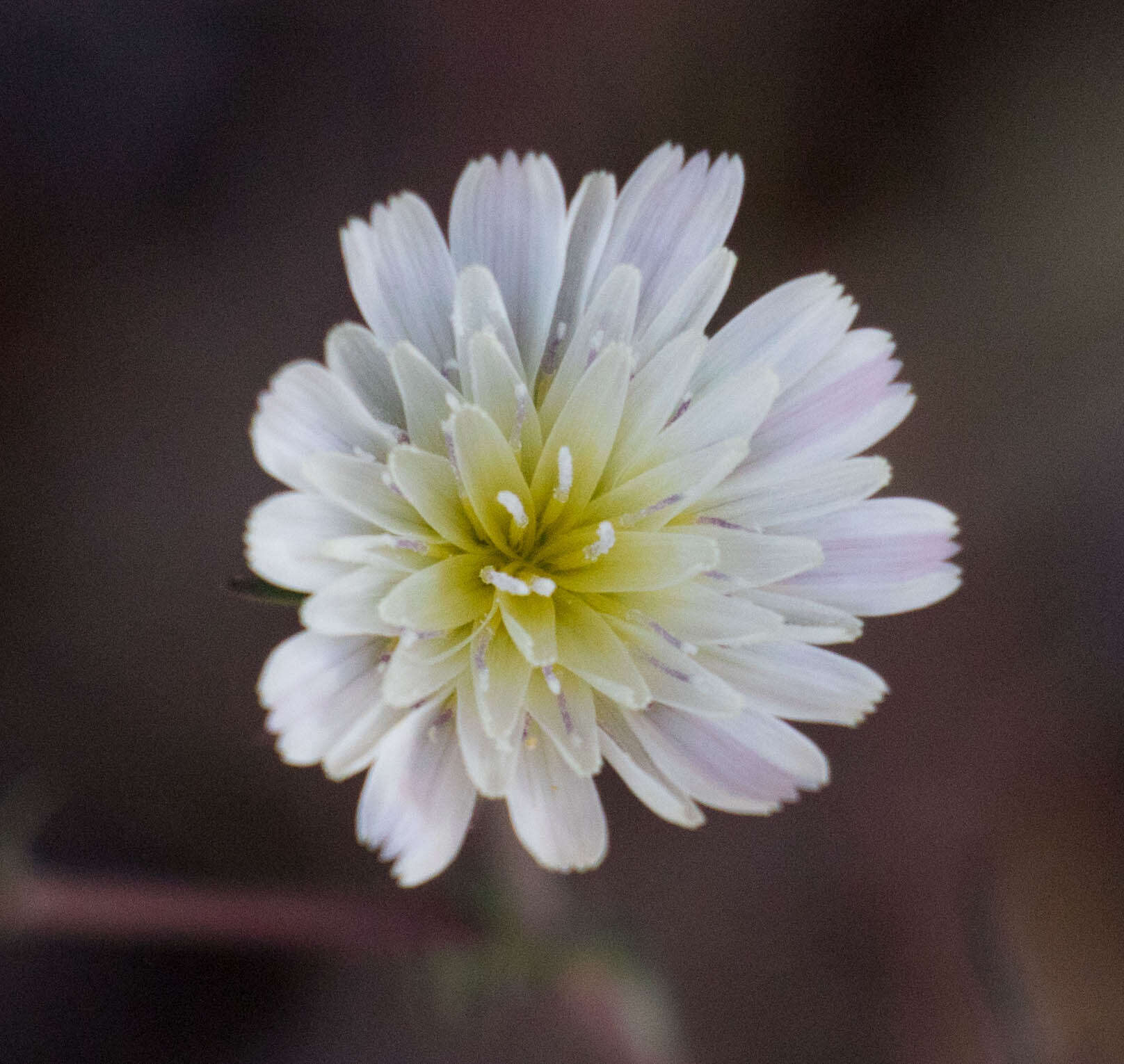 Image de Malacothrix floccifera (DC.) S. F. Blake